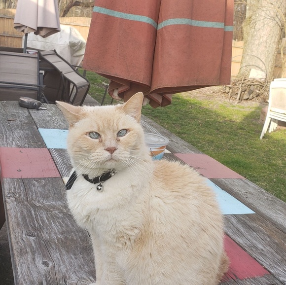 Meet your Posher, Cheryl - Picture 6 of 8